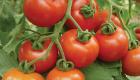 تولید گوجه فرنگی خوشه‌ ای از طریق ویرایش ژنتیکی