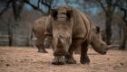 نفوق أكبر أنثى وحيد قرن في العالم بتنزانيا