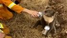 ऑस्ट्रेलिया में जंगल की आग से हजारों कोआला मरने की आशंका