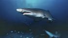 قرار جديد لتنظيم صيد وتجارة أسماك القرش في الإمارات