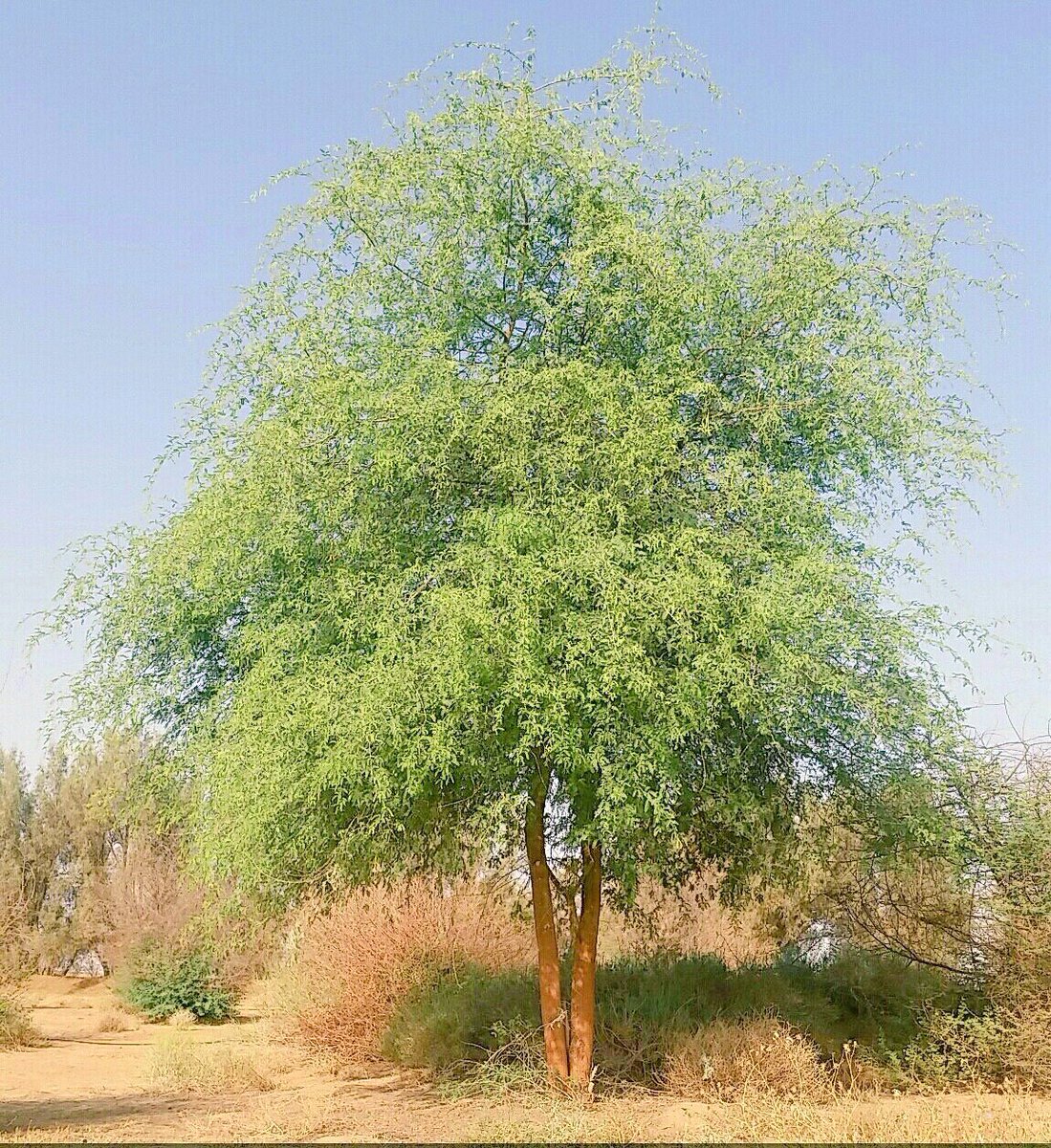 شجرة الغاف رمز التعايش شعارا لـ عام التسامح في الإمارات
