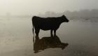 فيضانات أستراليا تهدد بنفوق مئات الآلاف من الماشية