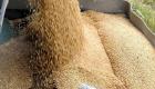 مصر تشتري 300 ألف طن من القمح للشحن في 21-31 مارس