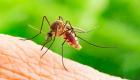 إعطاء حبوب التخسيس لإناث البعوض يمنع انتشار الملاريا وزيكا وحمى الضنك