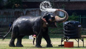 أفيال متلألئة تثير إعجاب السياح خلال مهرجان في سريلانكا