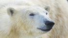 تراجع غزو الدببة القطبية العدائية لمنطقة سكنية في روسيا
