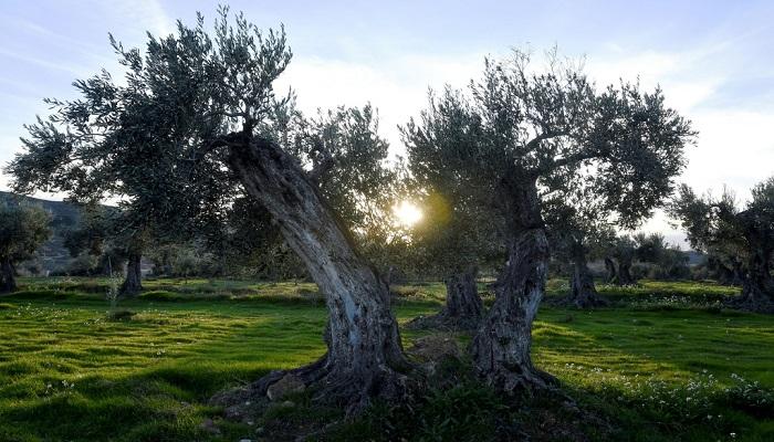 رعاية أشجار الزيتون تعيد الحياة إلى قرية إسبانية كادت تخلو من سكانها
