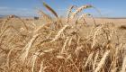 العراق يسعى لشراء 50 ألف طن من القمح