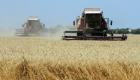 الأردن يشتري 60 ألف طن من القمح الصلد في مناقصة