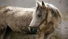 مهمة شاقة لإنقاذ خيول عربية نادرة في سوريا