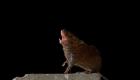 "أغاني الفئران" .. اكتشاف علمي لعلاج التوحّد والسكتات الدماغية