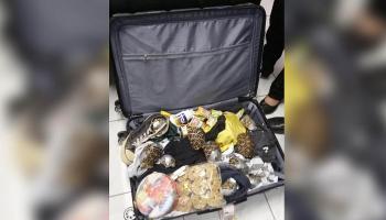 العثور على سلاحف مجهزة للتهريب في الفلبين