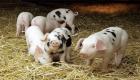 فيتنام تدعو لمكافحة حمى الخنازير الأفريقية بـ"إجراءات حاسمة"