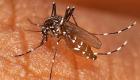 إنتاج مبيد حشري يقضي على البعوض الناقل للملاريا خلال 48 ساعة