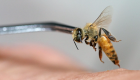 دراسة مصرية: لسعات النحل تعالج آلام أسفل الظهر المزمنة