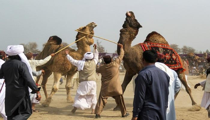 مصارعة الجمال محظورة في باكستان لكنها شعبية