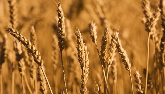 الجزائر تستأنف استيراد القمح
