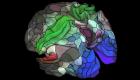 دراسة: العقل السليم في الأوعية الدموية السليمة
