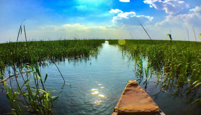 وفرة المياه تعيد الحياة لأهوار العراق هذا العام