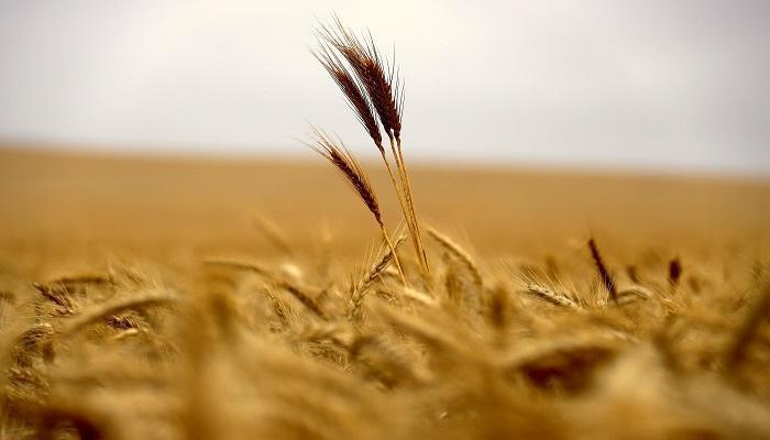 تونس تشتري قمحا وشعيرا في مناقصة