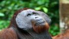 منظمة بيئية إندونيسية تحاول إيقاف مشروع سدّ يهدّد القردة