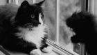 ويليام برادن.. مخرج أمريكي يصنع نجومية القطط بالأفلام القصيرة