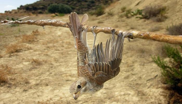 صيد العصافير في قبرص ينخفض بشكل قياسي