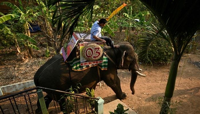 سباق بوون دون التقليدي للفيلة في فيتنام