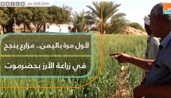 زراعة الأرز في اليمن