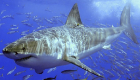 شهية البشر تهدد أسماك القرش بالانقراض