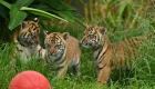 لأول مرة.. ظهور 3 صغار من نمور سومطرة في حديقة حيوانات بسيدني