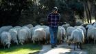 500 خروف ترعى أكبر حدائق مدريد للحد من حرائق الغابات