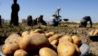 الغلاء يجبر إيران على حظر تصدير البطاطس والبصل