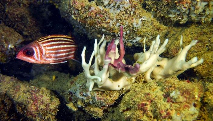 التغير المناخي يشوه جمال الشعاب المرجانية