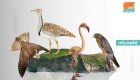إنفوجراف.. أبرز الحيوانات والطيور المسجلة حديثا في أبوظبي