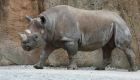 ضبط أكبر عملية تهريب لقرون وحيد القرن في هونج كونج