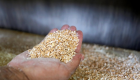 مصر ترفض شحنة "كبيرة" من القمح الفرنسي