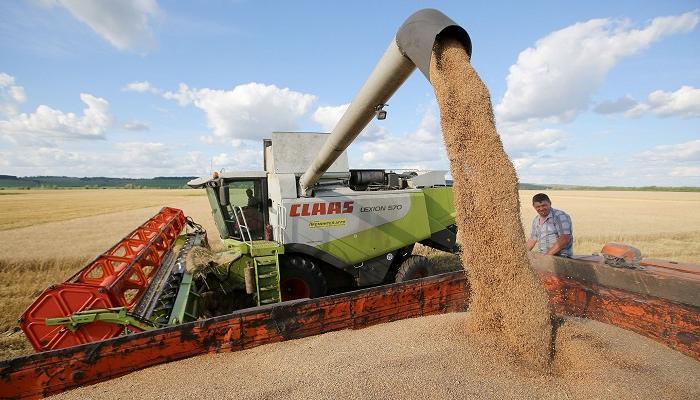 مصر تشتري 240 ألف طن من القمح 