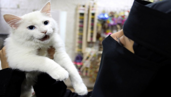  مبادرة سعودية لإيواء قطط وكلاب الشوارع