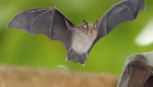 تطوير لقاح ضد فيروس تنقله الخفافيش إلى البشر