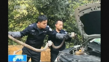 أفعى بطول 2.7 متر داخل محرك سيارة في الصين