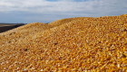 مناقصة جزائرية لشراء 50 ألف طن من القمح