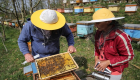 بالصور.. المبيدات تقتل النحل في صربيا.. والخسائر 200 مليون دولار