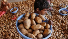 "حرب البطاطس" تشتعل بين إمبراطورية بيبسي والهند