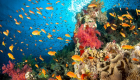 جامعة نيويورك أبوظبي: الابيضاض يهدّد الشعاب المرجانية في الخليج العربي