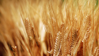 الجزائر تشتري 200 ألف طن على الأقل من القمح الصلد