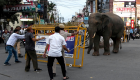 فيل هارب يثير الذعر في الهند .. والسلطات تنجح بتنويمه