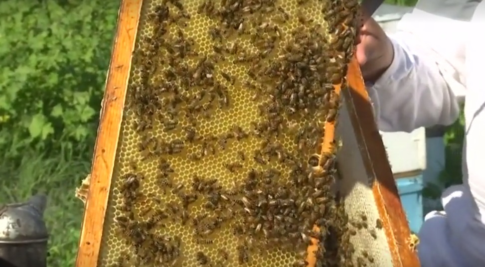 بالصور .. التغيّر المناخي يهدّد نحل الأردن ويؤثّر على إنتاج العسل 153-230705-climate-change-jordan-honey-bees-6