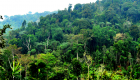 دعوة أممية للمحافظة على الغابات ومعالجة أسباب إزالتها