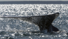 كندا تحذر: 3 أنواع من الحيتان مهددة بالانقراض